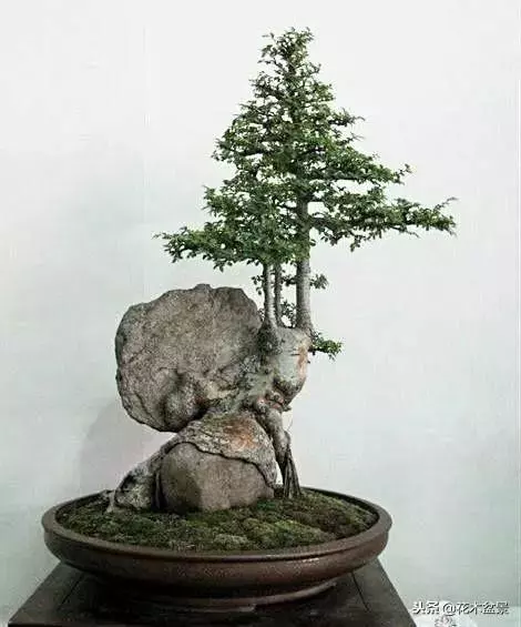價值幾十萬的附石盆景!太美了!