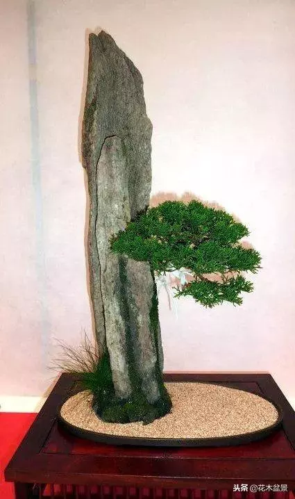價值幾十萬的附石盆景!太美了!