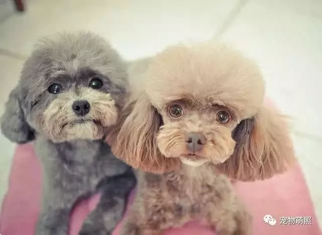 泰迪犬為什麼會褪色?原因有5個,其中之一是主人導致!