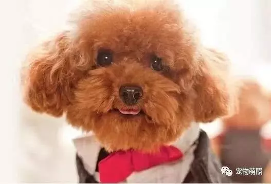 泰迪犬為什麼會褪色?原因有5個,其中之一是主人導致!