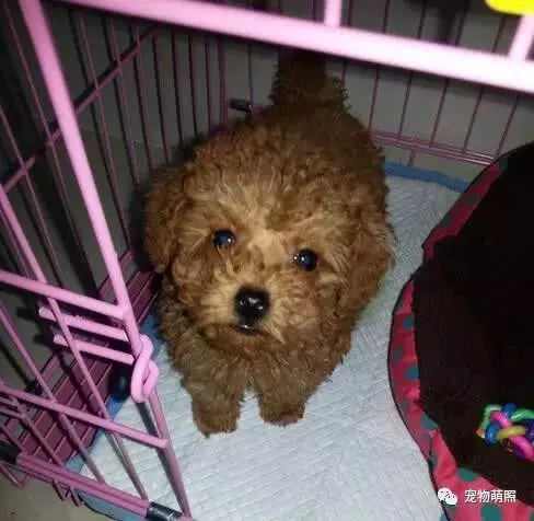 泰迪犬為什麼會褪色?原因有5個,其中之一是主人導致!