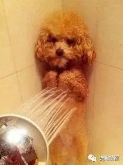 泰迪犬為什麼會褪色?原因有5個,其中之一是主人導致!