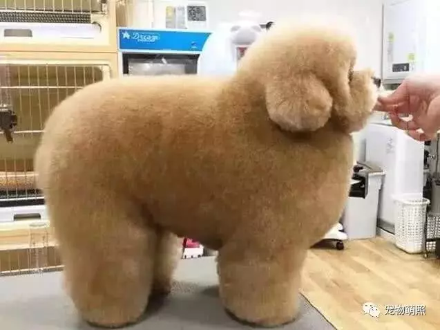 泰迪犬為什麼會褪色?原因有5個,其中之一是主人導致!