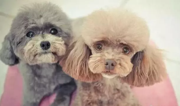 泰迪犬為什麼會褪色?原因有5個,其中之一是主人導致!