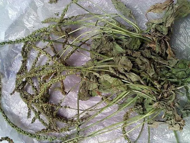 痛風的人一定要看一看,每天用它泡水喝,排出高尿酸,痛風不再痛!!