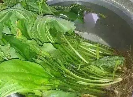 痛風的人一定要看一看,每天用它泡水喝,排出高尿酸,痛風不再痛!!