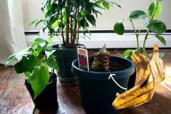 她吃完香蕉隨手把皮扔在車內,第二天打開車門驚呆了!