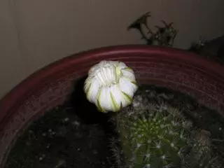 插哪都能活,燙傷、手癬、牙疼、牛皮癬都能用的上,在家就能養,關鍵時刻能救命!