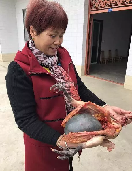 女子殺了養3年的老母雞準備熬湯,一剖開看到裏麵的『黑色巨物』頓時一驚