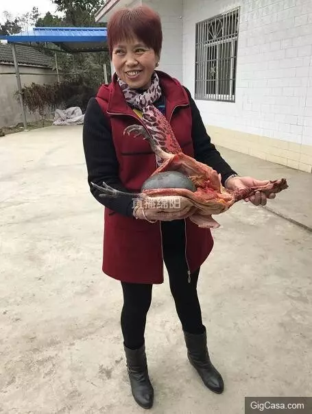 女子殺了養3年的老母雞準備熬湯,一剖開看到裏麵的『黑色巨物』頓時一驚
