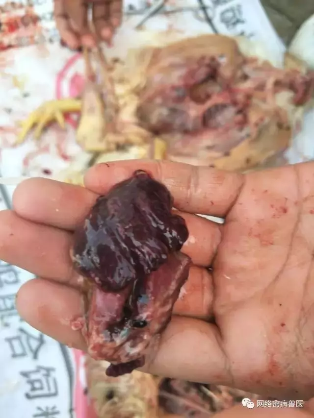 女子殺了養3年的老母雞準備熬湯,一剖開看到裏麵的『黑色巨物』頓時一驚