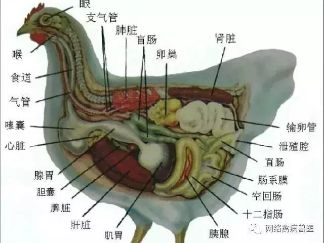 女子殺了養3年的老母雞準備熬湯,一剖開看到裏麵的『黑色巨物』頓時一驚