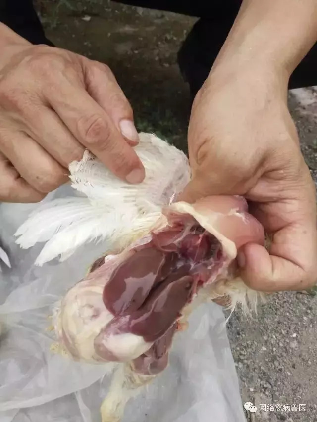 女子殺了養3年的老母雞準備熬湯,一剖開看到裏麵的『黑色巨物』頓時一驚
