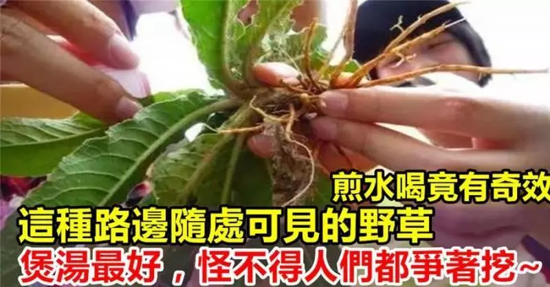 村邊及路旁的一種野草,還有治療腳氣的作用