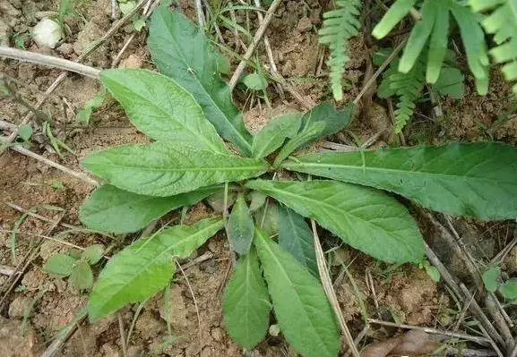 村邊及路旁的一種野草,還有治療腳氣的作用