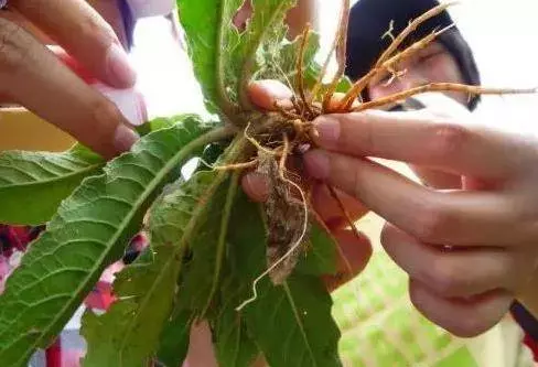 村邊及路旁的一種野草,還有治療腳氣的作用