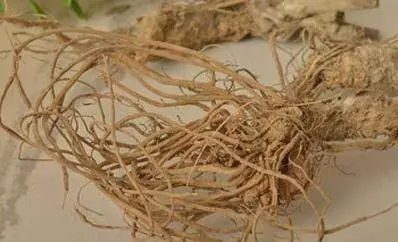 村邊及路旁的一種野草,還有治療腳氣的作用