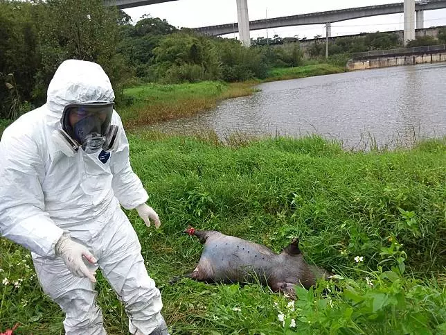 驚!死豬漂池邊 桃園市動保處採樣送驗