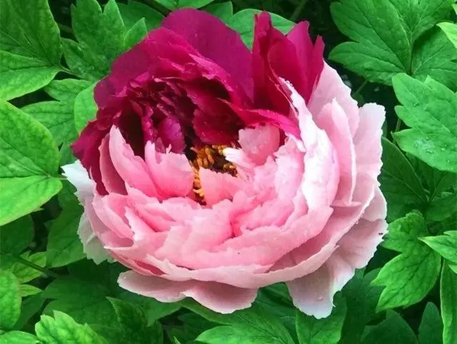 這10種花也能當菜吃,花摘一摘,炒雞蛋噴兒香!