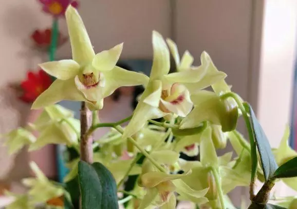這10種花也能當菜吃,花摘一摘,炒雞蛋噴兒香!