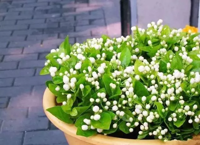 這10種花也能當菜吃,花摘一摘,炒雞蛋噴兒香!
