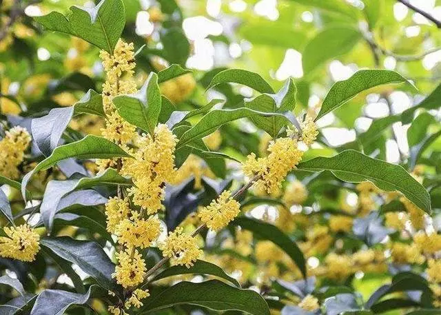 這10種花也能當菜吃,花摘一摘,炒雞蛋噴兒香!