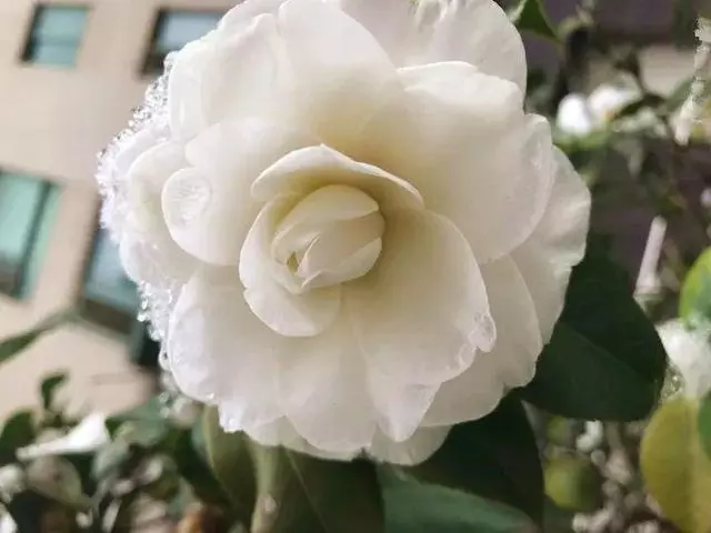 這10種花也能當菜吃,花摘一摘,炒雞蛋噴兒香!