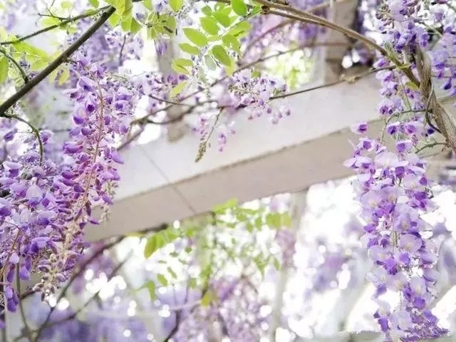這10種花也能當菜吃,花摘一摘,炒雞蛋噴兒香!