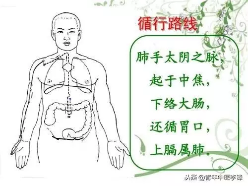 手太陰肺經何以「起於中焦」?而肝經卻非「止於中焦」?