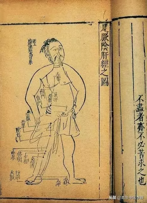 手太陰肺經何以「起於中焦」?而肝經卻非「止於中焦」?