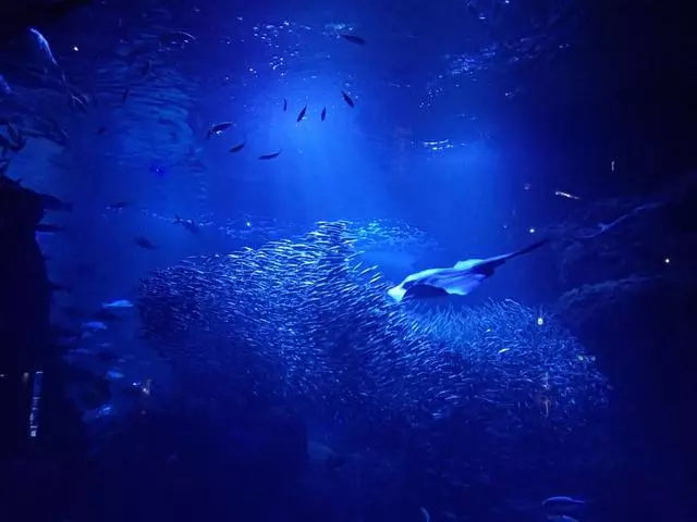 神秘的海底藏著許多未知的秘密,3800米發現前所未有的生態系統