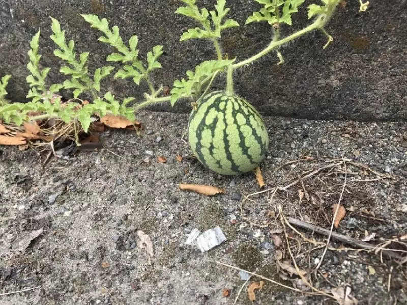 這張街景圖裡「有一顆西瓜」全球網友找到脫窗!一公布答案....所有人跪著喊:「真的是西瓜!」