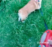 拒食訓練,狗狗從此出門不亂吃