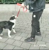 拒食訓練,狗狗從此出門不亂吃