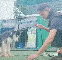 拒食訓練,狗狗從此出門不亂吃