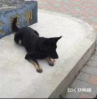 拒食訓練,狗狗從此出門不亂吃