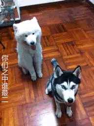 哈士奇是不是天底下最二的狗狗?一邊被隊友坑,一邊還要保持微笑