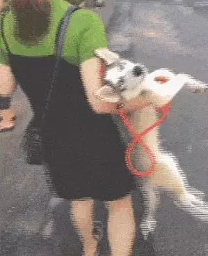 哈士奇是不是天底下最二的狗狗?一邊被隊友坑,一邊還要保持微笑