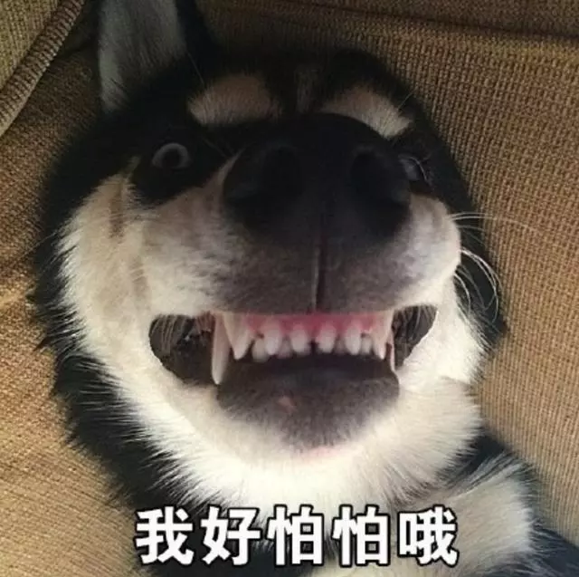 哈士奇是不是天底下最二的狗狗?一邊被隊友坑,一邊還要保持微笑
