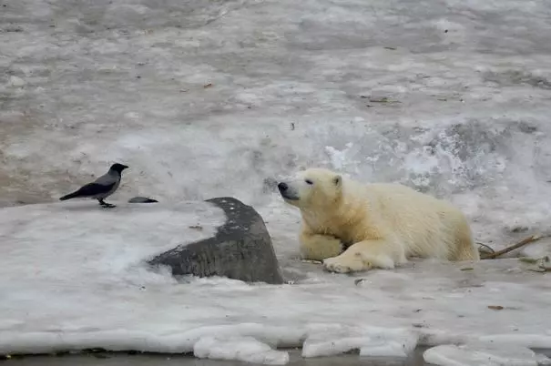 烏鴉根本是動物界裡最狂的流氓 看到「屁屁」還會有忍不住的怪癖