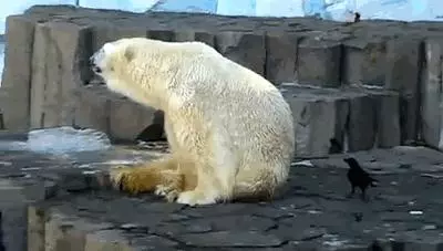 烏鴉根本是動物界裡最狂的流氓 看到「屁屁」還會有忍不住的怪癖