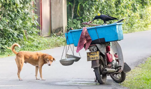 烏鴉根本是動物界裡最狂的流氓 看到「屁屁」還會有忍不住的怪癖