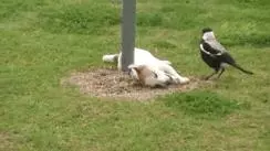 烏鴉根本是動物界裡最狂的流氓 看到「屁屁」還會有忍不住的怪癖