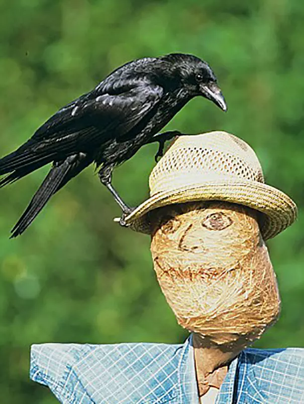 烏鴉根本是動物界裡最狂的流氓 看到「屁屁」還會有忍不住的怪癖