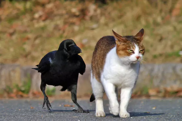 烏鴉根本是動物界裡最狂的流氓 看到「屁屁」還會有忍不住的怪癖