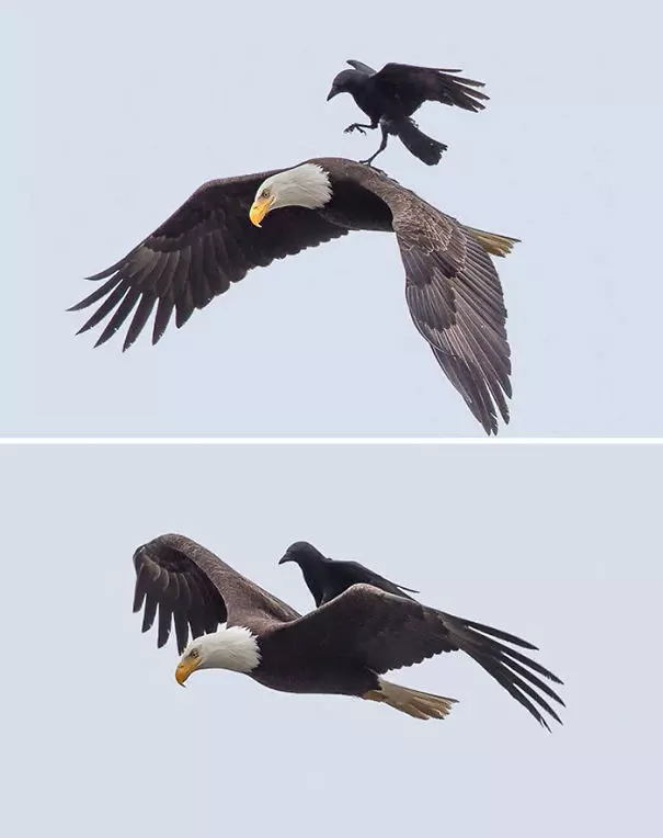 烏鴉根本是動物界裡最狂的流氓 看到「屁屁」還會有忍不住的怪癖