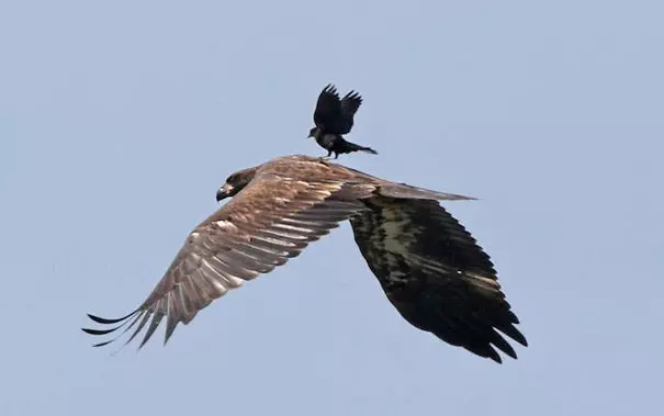 烏鴉根本是動物界裡最狂的流氓 看到「屁屁」還會有忍不住的怪癖