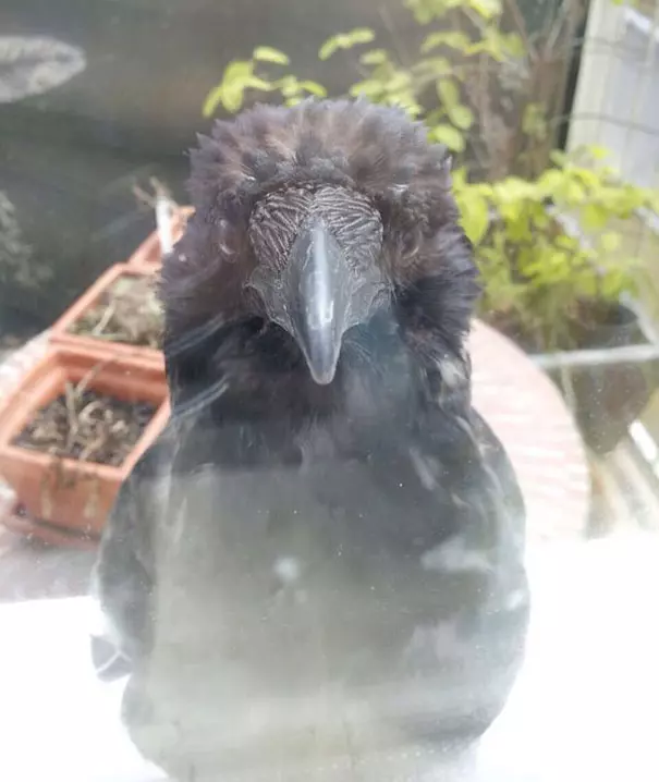 烏鴉根本是動物界裡最狂的流氓 看到「屁屁」還會有忍不住的怪癖