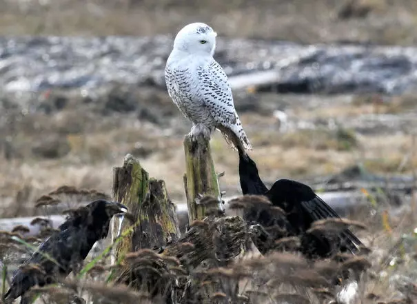 烏鴉根本是動物界裡最狂的流氓 看到「屁屁」還會有忍不住的怪癖