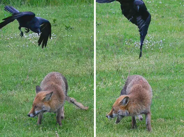 烏鴉根本是動物界裡最狂的流氓 看到「屁屁」還會有忍不住的怪癖
